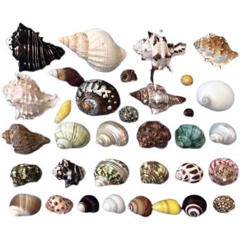 Hermit crab spare shell replacement shell shellfish special shell natural conch shell fish tank aquarium ornaments