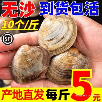 Fresh Clam and Mussel Seafood Without Sand