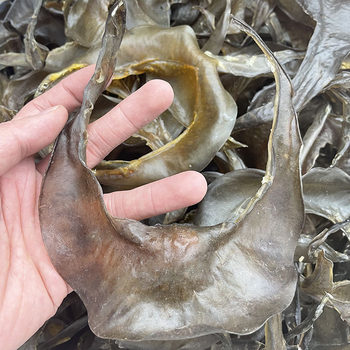 Dried seafood clear water turtle skirt water fish skirt turtle side turtle plate glue dry wholesale 500g