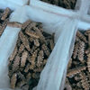 Manufacturer Supplies Changdao Ready-To-Eat Sea Cucumber, Frozen and Individually Packaged, Fresh and Chewy Sea Cucumber Wholesale and Customization