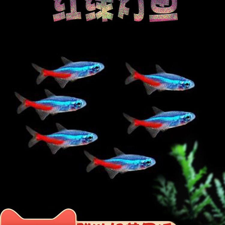 Zebrafish Traffic Light Fish Tropical Freshwater Live Ornamental Angel Pet Small Treasure Lotus Lantern Peacock Group Swimming Fish