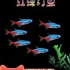 Zebrafish Traffic Light Fish Tropical Freshwater Live Ornamental Angel Pet Small Treasure Lotus Lantern Peacock Group Swimming Fish
