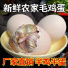 Fresh Raw Chicken Eggs, Half Chicken and Half Egg Options Available, 15 to 20 Days Old Raw Chicken Eggs, Embryo Eggs, Whole Raw Chicken Eggs for Barbecue or Frying