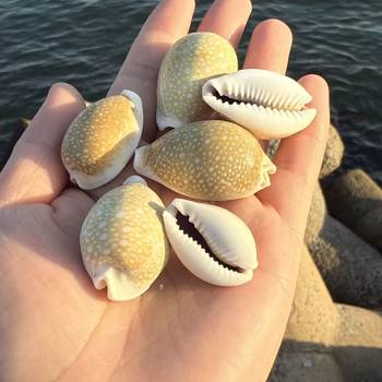 Chuxuebaoluo Natural Conch Shell Fish Tank Aquarium Landscaping Decoration Home Crafts Small Ornaments