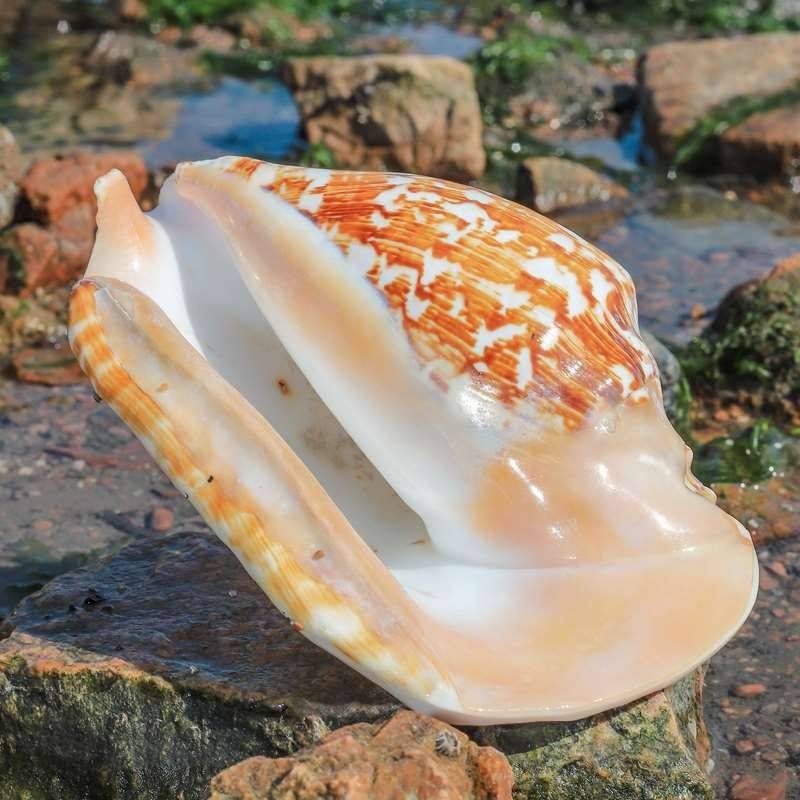 Extra-Large Natural Conch Shell Specimen with Large Ears, Succulent Flower Pot, Fish Tank Landscaping Ornament