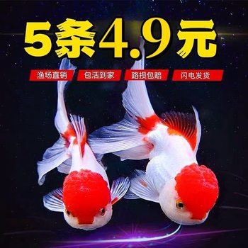 Goldfish Ornamental Fish Small Cold Water Fish Lan Shou Seedling Thai Lion Pet Freshwater Hardy Ornamental Fish Koi Small Fish