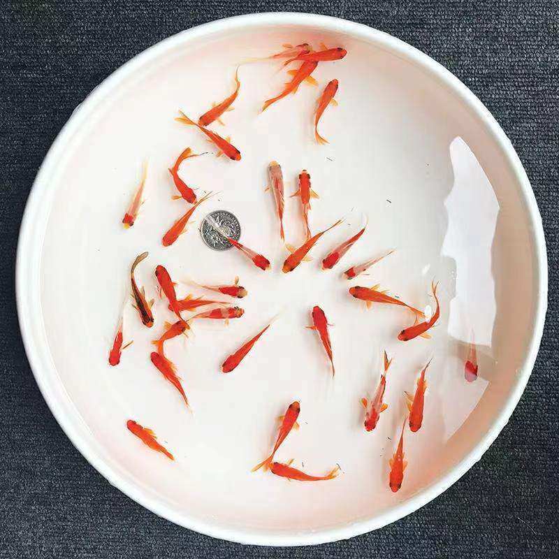 Carp, Cold Water Fish, Small Goldfish, Fry, Easy to Feed Fish, Grass Goldfish, Live Fish, Ornamental Fish, Red Grass Goldfish, Feed Fish