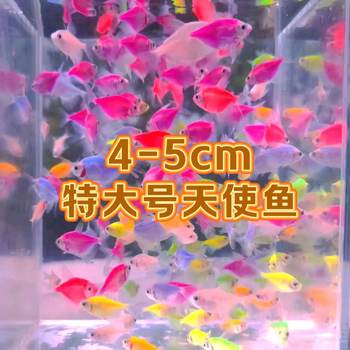 [Large Size] Angel Fish Tropical Ornamental Fish Live and Durable Group Travel Yan Value Ceiling Lazy Net Red Fish