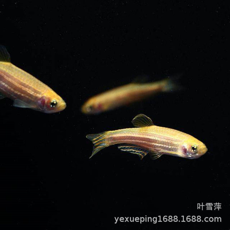 Yellow Zebrafish Live Flesh Zebrafish Low Temperature Resistant Freshwater Fish Ecological Bottle Tropical Fish Fishery Ecological Bottle Suitable