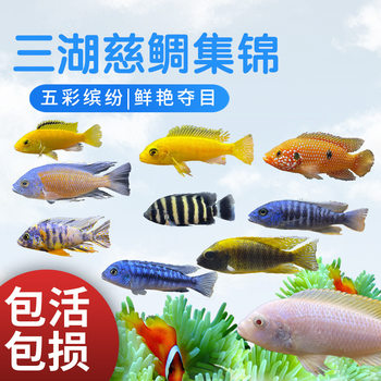 Sanhu Cichlid Fish Live Miscellaneous Centipede Small Centipede African Prince Tropical Ornamental Fish Shanghai Wholesale Small Fish