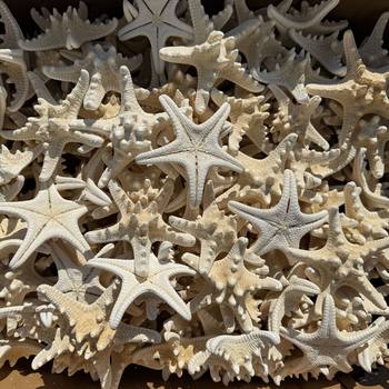 Research Shell Conch Sea Star Micro Landscape Aromatherapy DIY Eternal Flower Landscaping Decoration Crafts Set Props