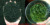 ABC soil seed Wufeng спелый каштановый ароматный чай для волос 2025 года выпуска - экономичный, с сильным каштановым вкусом, стойкий к завариванию