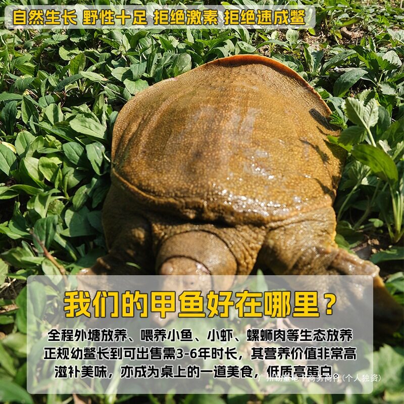 Fresh Ecological Wild-Grown Chinese Soft-Shell Turtles, Local Outdoor Pond Males and Females, Live Aquatic Turtles for Consumption