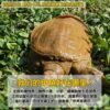 Fresh Ecological Wild-Grown Chinese Soft-Shell Turtles, Local Outdoor Pond Males and Females, Live Aquatic Turtles for Consumption