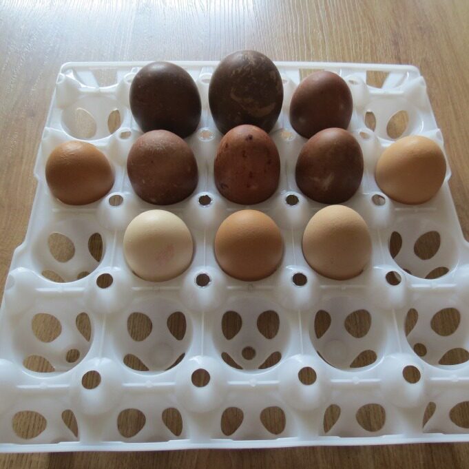 Golden Phoenix plastic 20 pieces duck egg tray goose egg tray can hold 130g eggs 28.5*28.5/165g