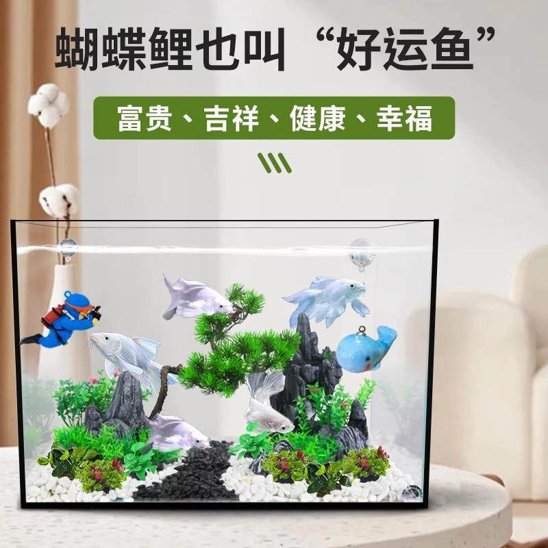 Taiwan Butterfly Carp Cold Water Ornamental Fish Gypsum White Short Body Sphere Lion Head Long Tail Koi Fish Fry Goldfish