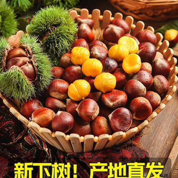 Freshly Picked Raw Chestnuts from Dandong, Farm-Grown Raw Chestnuts, Oil-Packed Chestnuts, Sweet and Fragrant Chestnuts
