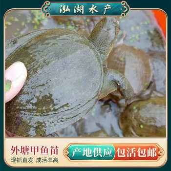 Small Soft-Shelled Turtle Hatchlings 0.25-0.75kg Cold-Water Male Soft-Shelled Turtle Hatchlings Wholesale Fresh Delivery Direct Supply from Anhui