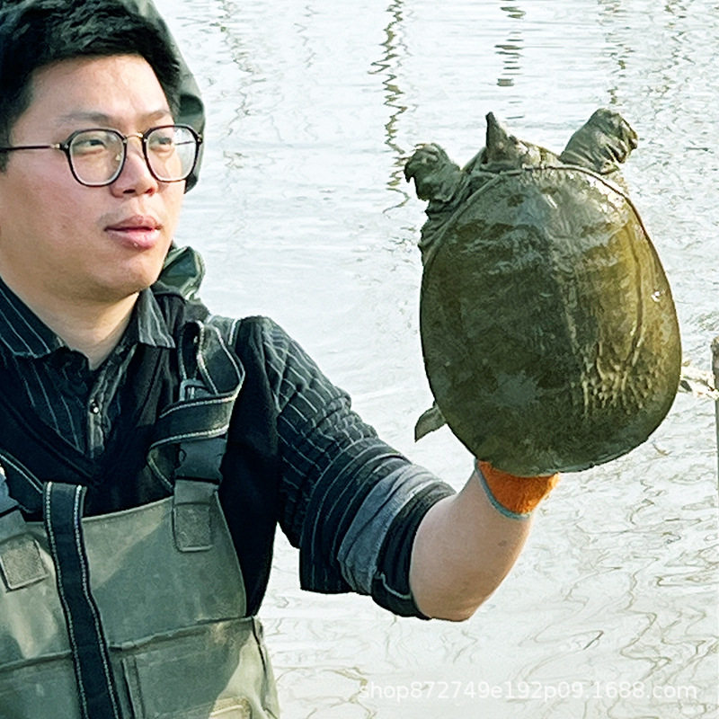 Old Freshwater Turtles over 5 Years Old, Raised in High-Quality Reservoirs, Direct Delivery from the Base, Fresh and Live