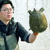 Old Freshwater Turtles over 5 Years Old, Raised in High-Quality Reservoirs, Direct Delivery from the Base, Fresh and Live