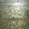Colorful paddy fish live lamp fish small fish freshwater water tank killifish fish farm direct tropical ornamental fish