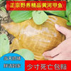 Wild-Caught Live Chinese Soft-Shell Turtles for Consumption as Seafood, Fresh Aquatic Turtles, and Old Turtles with Yellow and Green Shells