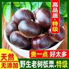Fresh Chestnut Raw Chestnut Shandong Yimeng Mountain Mao Chestnut Big Stupid Oil Chestnut Natural Old Tree Wild Farm Small Chestnut