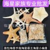Shell Conch Window Display Mediterranean Decoration Bread Star Micro Landscape Ornaments Cultural and Creative Starfish