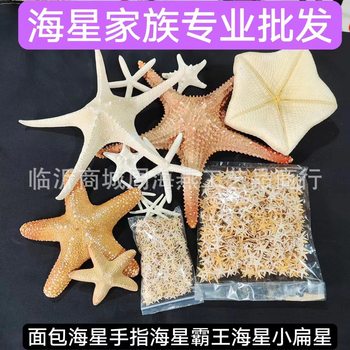 Shell Conch Window Display Mediterranean Decoration Bread Star Micro Landscape Ornaments Cultural and Creative Starfish