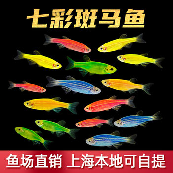 Colorful Zebrafish Tropical Freshwater Ornamental Fish Small Fish Live Well and Easy to Feed Novice Fish Groups Large Zebrafish