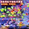 Angel fish tropical ornamental fish group tour can be mixed with lazy people net red candy angel fish good to raise live freshwater fish