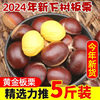 Authentic Wild Hebei Qianxi Oil Chestnuts 5/ 15.5kg Fresh Chestnuts Ready-To-Eat Raw Chestnuts Wholesale Price Non-Cone Chestnuts