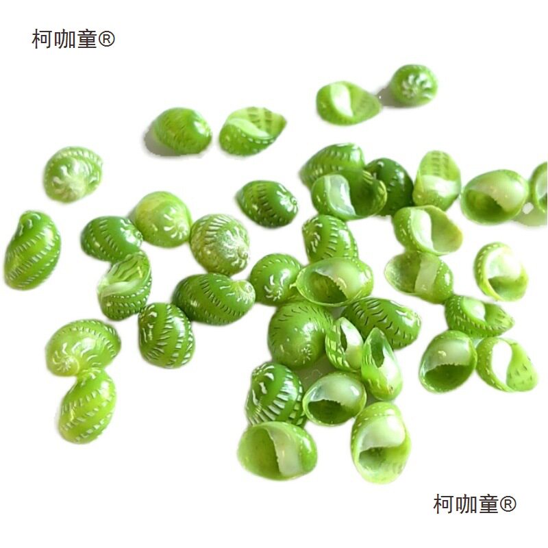 Jade Snail, Bean Snail, Shell Conch, Mini Small Conch 0.4- 0.7cm Specimen Collection