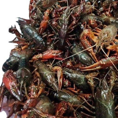 Live Crayfish, Fresh, Home-Grown Aquatic Products, Standard Qianjiang City Clear-Water Crayfish, Fresh and Live