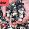 Fresh Snail Meat from Hongze Lake, Vacuum-Packed Abalone from Mainland China