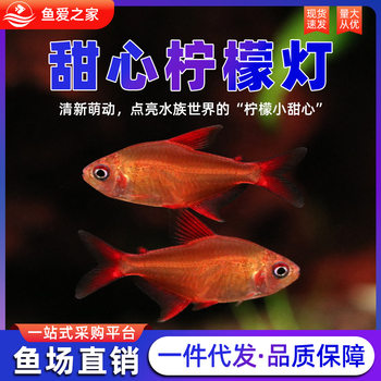 Sweetheart Lemon Fish Tropical Fish Imported from Brazil Classy Light Fish Tropical Fish Group Swimming Grass Tank Fish Small Fish Live Fish