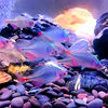 Betta Fish, Ornamental Fish, Cold Water Fish, Native Fish, Colorful Betta Fish, High Body Betta Fish, Small Freshwater Fish, Easy to Care for