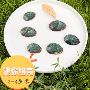 Mini Abalone Shell Wholesale Fish Tank Landscaping Conch Shell Handicrafts DIY Refrigerator Magnet Material Creative Jewelry