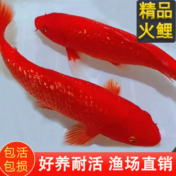 Flashing fire carp ornamental fish, purebred koi fish, easy to maintain and durable, fresh water, cold water small fish, live fish, gold tap water fry