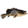 Deep-Sea Tiger Spot Wholesale, Sea-Caught Grouper Tiger Spot, Now Killed, Frozen, High-End Fresh Seafood Hotel Catering Supply