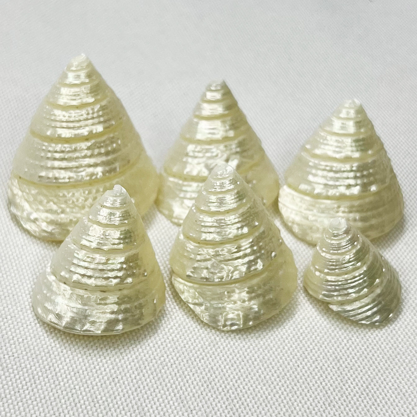Natural Shell Conch Fluorescent Snail Hermit Crab Replacement Shell Roll Shellfish House Fish Tank Aquarium Decoration