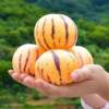 Yunnan Shilin Ginseng Fruit Round Fruit Naturally Mature Seasonal Fresh Ginseng Fruit Colorful Yellow Flesh Round Fruit Free Shipping