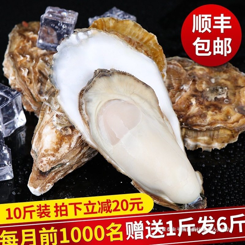 Extra Large Fresh Oysters 2.5kg Commercial Sf Lishan with Box 5 Oysters Seafood Aquatic Products Fresh Whole Box Oysters No