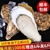 Extra Large Fresh Oysters 2.5kg Commercial Sf Lishan with Box 5 Oysters Seafood Aquatic Products Fresh Whole Box Oysters No
