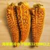 Fresh Seafood Starfish with Full Seeds and Full Yellow Sea Star Legs, Quick-Frozen Sea Star