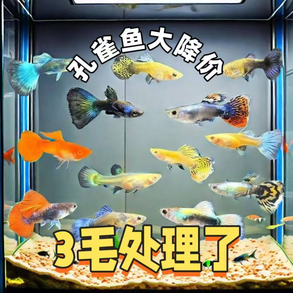 Guppy, Anchovy, Ornamental Fish, Hardy and Easy to Maintain, Goldfish, Tropical Fish, Cold Water Fish, Ornamental Fish, Betta Fish, Direct Sale