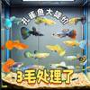 Guppy, Anchovy, Ornamental Fish, Hardy and Easy to Maintain, Goldfish, Tropical Fish, Cold Water Fish, Ornamental Fish, Betta Fish, Direct Sale
