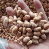 Peanuts 25kg Large Peanuts New Stock Original Flavor Peanut Kernels Edible Peanuts Ready Stock Wholesale