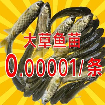 High-Quality Grass Carp Fry Freshwater Culture Black Fish Snail Herring Silver Carp White Silver Carp Crucian Carp Carp Fry Wholesale Package