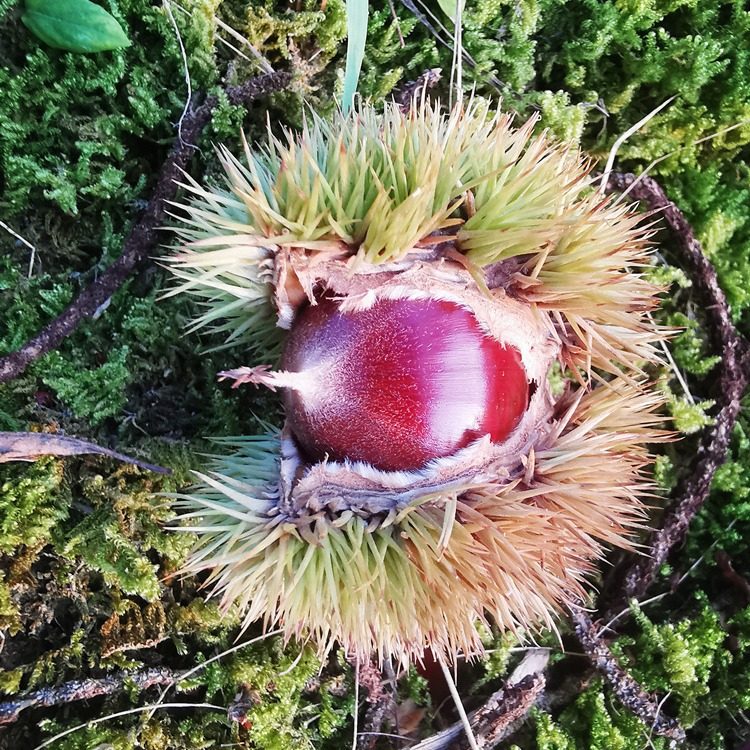 2024 New Goods Jianou Castanea henryi Fresh Wild Oil Chestnut High Mountain Farm Now Picking Tapered Chestnut